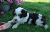 Mini Aussiedoodle For Sale Baltic, OH Male- Teddy