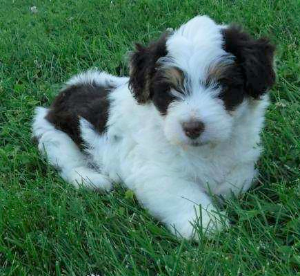Mini Aussiedoodle For Sale Baltic, OH Male- Teddy