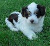 Mini Aussiedoodle For Sale Baltic, OH Male- Teddy