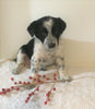 Border Collie/ Australian Shepherd Mix For Sale Holmesville, OH Male- Teddy