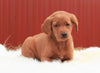 Standard Labradoodle For Sale Fredericksburg, OH Male- Teddy