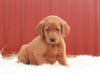 Standard Labradoodle For Sale Fredericksburg, OH Male- Teddy