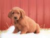 Standard Labradoodle For Sale Fredericksburg, OH Male- Teddy