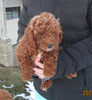 Cockapoo For Sale Millersburg, OH Male- Teddy