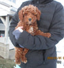 Cockapoo For Sale Millersburg, OH Male- Teddy