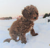 Cockapoo For Sale Millersburg, OH Male- Teddy