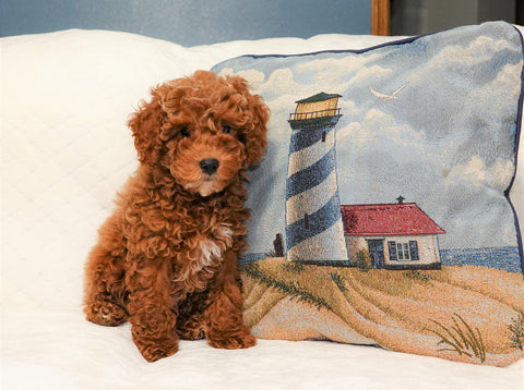 Cockapoo For Sale Millersburg, OH Male- Teddy