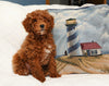 Cockapoo For Sale Millersburg, OH Male- Teddy