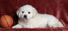 AKC Registered English Cream Golden Retriever For Sale Fredericksburg, OH Male- Teddy