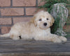 F1B Mini Labradoodle For Sale Millersburg, OH Male- Teddy