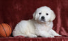 AKC Registered English Cream Golden Retriever For Sale Fredericksburg, OH Male- Teddy