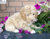 Cockapoo For Sale Millersburg, OH Male- Biscuit