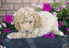 Cockapoo For Sale Millersburg, OH Male- Biscuit