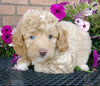 Cockapoo For Sale Millersburg, OH Male- Biscuit