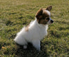 ICA Registered Papillon For Sale Millersburg, OH Female- Tessa