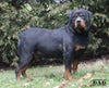 AKC Registered Rottweiler For Sale Wooster OH Male-Bo