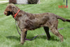 Mini Labradoodle For Sale Millersburg OH Female-Tasha