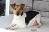 Jack Russel For Sale Millersburg OH Female-Sheila