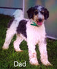 Mini Bernedoodle For Sale Dundee OH Male-Ace