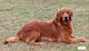 AKC Registered Golden Retriever For Sale Millersburg OH Female-Casey