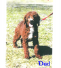 Medium Goldendoodle For Sale Millersburg OH Male-Alfred