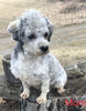 Maltipoo For Sale Millersburg OH Male-Calvin