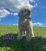 Mini Aussiedoodle For Sale Millersburg OH Male-Dallas