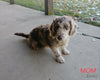 Mini Labradoodle For Sale Millersburg OH Male-Spot
