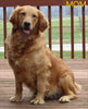 AKC Registered Golden Retriever For Sale Shreve OH Male-Cody