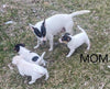 Rat Terrier For Sale Tampico Illinois Female-Charlotte