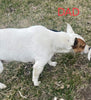 Rat Terrier For Sale Tampico Illinois Female-Daisy