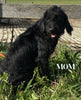 Medium Labradoodle For Sale Millersburg OH Male-Otis