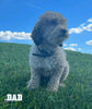 Medium Labradoodle For Sale Millersburg OH Female-Trixie