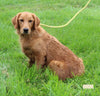 Standard Goldendoodle For Sale Shreve OH Female-Paige
