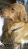 AKC Registered Golden Retriever For Sale Millersburg OH Male-Pablo