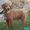F1B Medium Goldendoodle For Sale Millersburg OH Male-Dakota