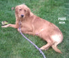 AKC Registered Golden Retriever For Sale Millersburg OH Female-Sophia