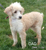 Mini Labradoodles For Sale Millersburg OH Male-Chuck