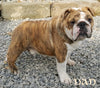 Boxer/Bulldog For Sale Fredericksburg OH Female-Kallie