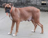 Boxer For Sale Fredericksburg OH Male-Mason