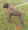 Boxer For Sale Fredericksburg OH Male-Mason