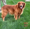 AKC Registered Golden Retriever For Sale Millersburg OH Male-Julian