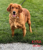 AKC Registered Golden Retriever For Sale Millersburg OH Male-Josh