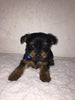 Yorkshire Terrier For Sale Fredericksburg, OH Male- Theo