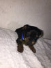 Yorkshire Terrier For Sale Fredericksburg, OH Male- Theo