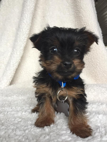 Yorkshire Terrier For Sale Fredericksburg, OH Male- Theo