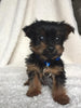Yorkshire Terrier For Sale Fredericksburg, OH Male- Theo