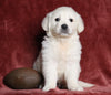 AKC Registered English Cream Golden Retriever For Sale Fredericksburg, OH Male- Theodore