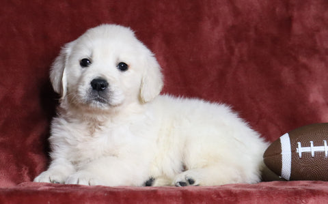 AKC Registered English Cream Golden Retriever For Sale Fredericksburg, OH Male- Theodore