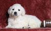 AKC Registered English Cream Golden Retriever For Sale Fredericksburg, OH Male- Theodore